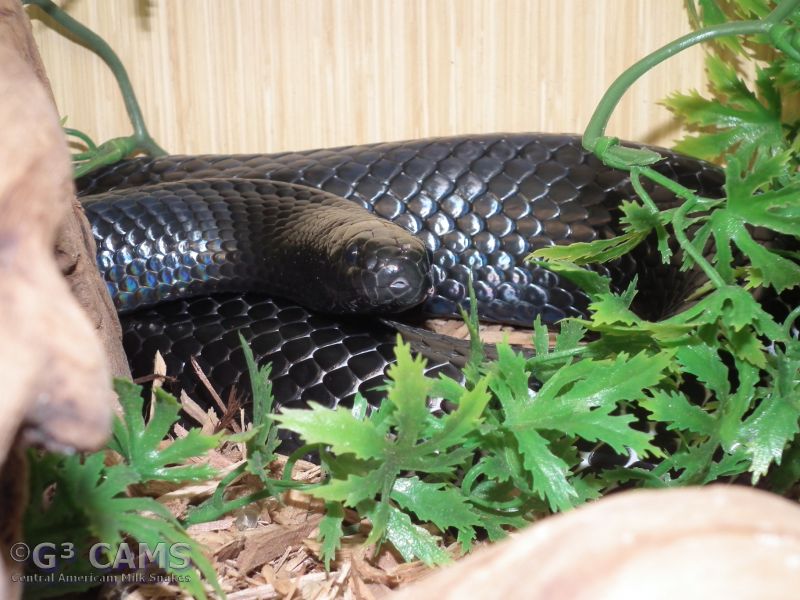 L.t. gaigeae