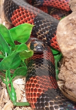 L.t. polyzona