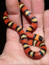 L.t. hondurensis