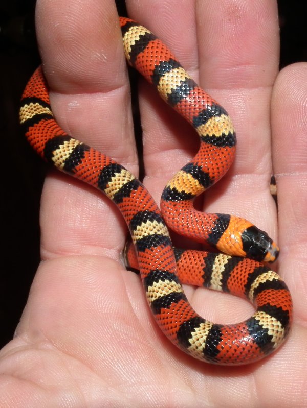 L.t. hondurensis