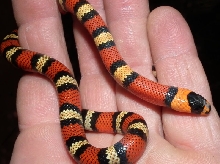 L.t. hondurensis