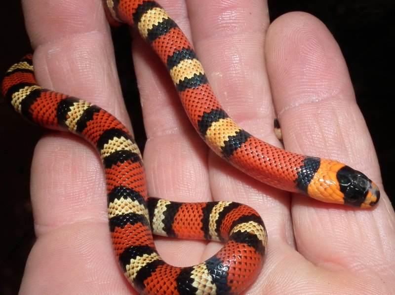 L.t. hondurensis