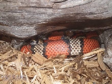 L.t.hondurensis