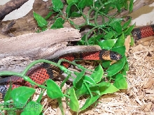 l.t. polyzona