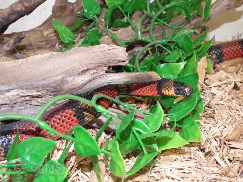 l.t. polyzona