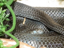l.t. gaigeae