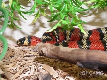 l.t. abnorma