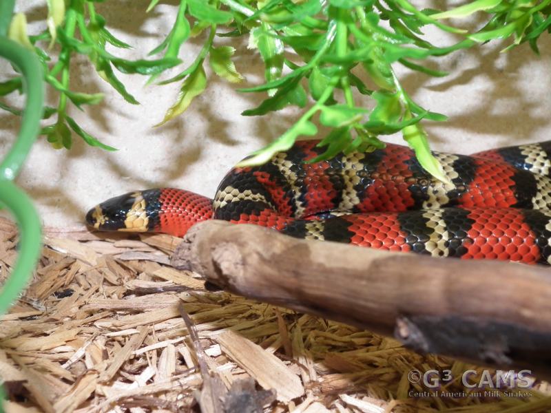 l.t. abnorma