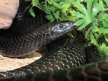 l.t. gaigeae