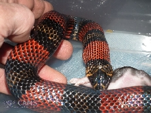 l.t.  polyzona