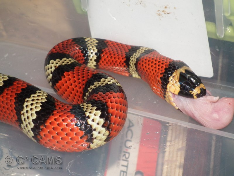 l.t. abnorma