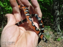 Andean Milk Snake