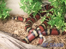 L.t.abnorma