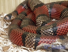 L.t.hondurensis