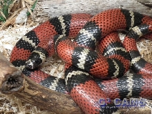 L.t. stuarti