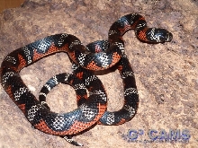 L.t. andesiana