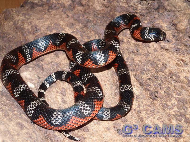 L.t. andesiana