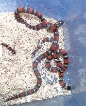 Polyzona