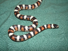 L.t. gentilis