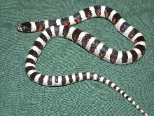 L.t. gentilis