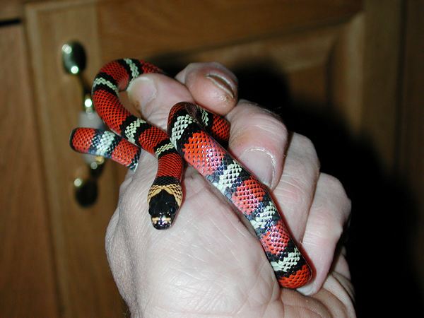 Male Poly
