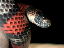 L.t.polyzona