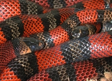 Polyzonas again