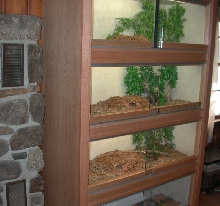 Cage Decor