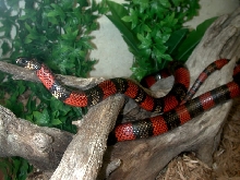 Female polyzona
