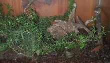 Grey Tree Frog