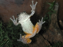 Gray Tree Frog