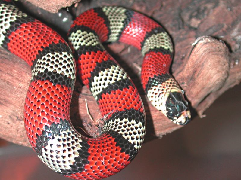 Honduran