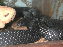 Adult Black Milk Jade