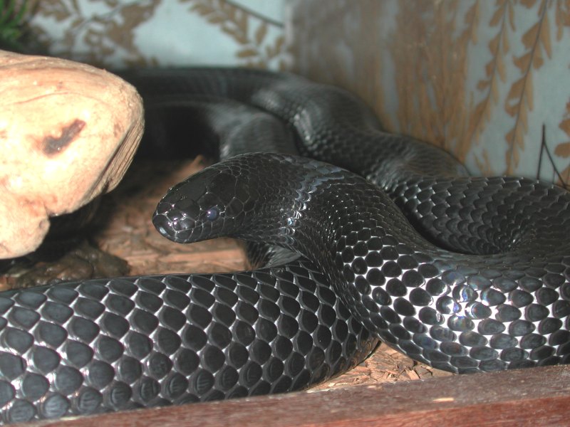 Adult Black Milk Jade