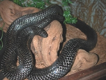My Black Milk Jade