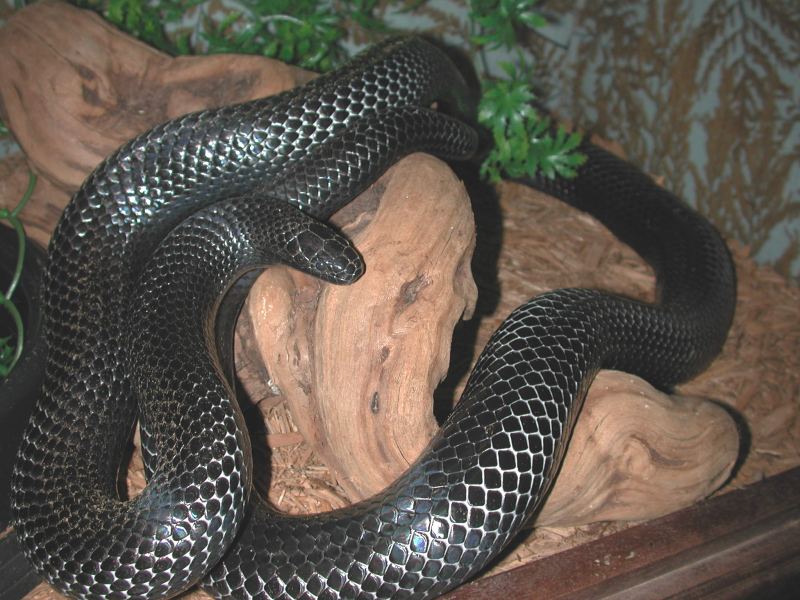 My Black Milk Jade