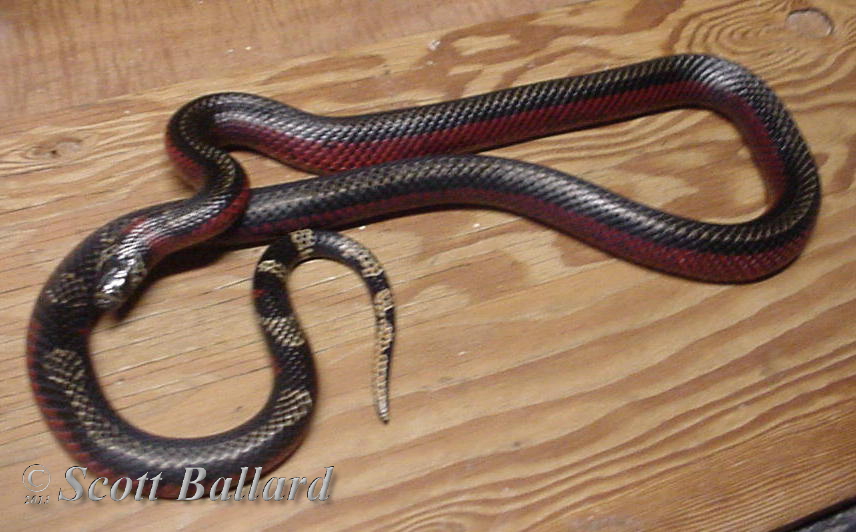 Striped Andean