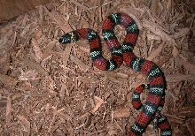 Polyzona Female