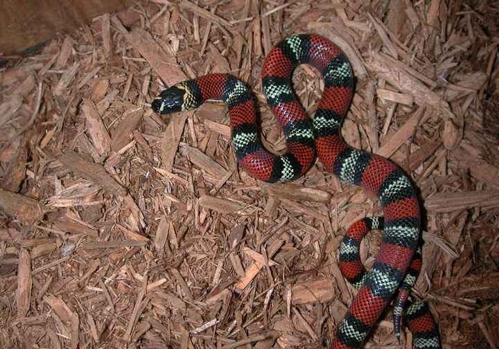 Polyzona Female