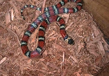 Polyzona Male