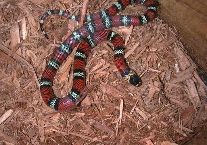 Polyzona Male