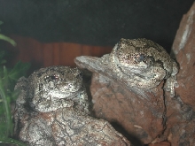 Gray Tree Frogs