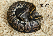 BLAC PASTEL 2