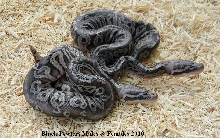 BLACK PEWTERS