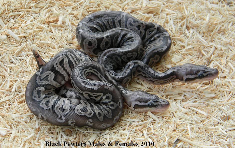 BLACK PEWTERS