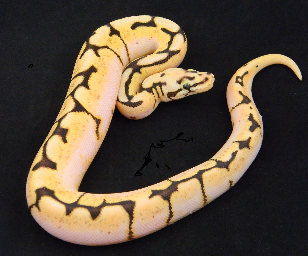 Bumble Enchi Calico