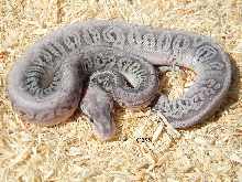 ss2