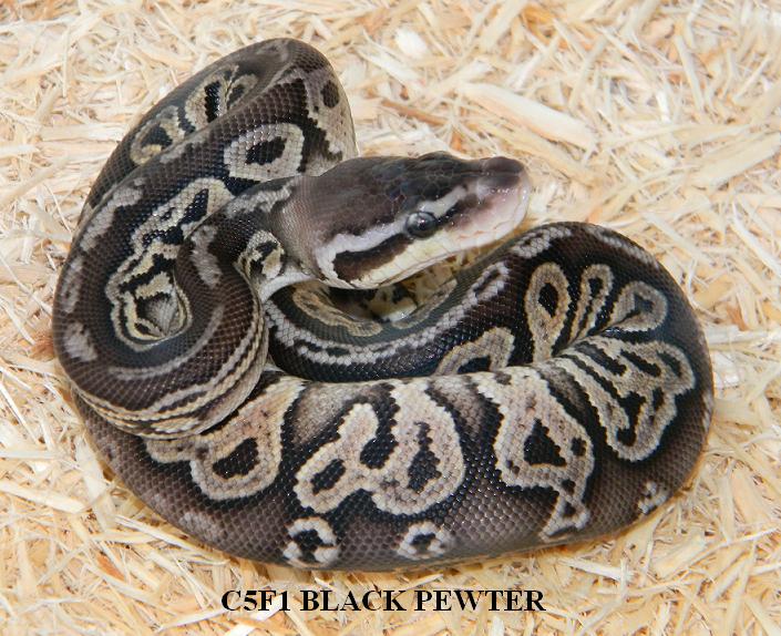 Black Pewters 1