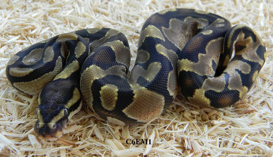 C6EM1