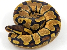 Enchi C2 F3